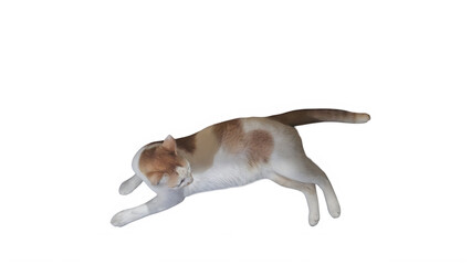Jumping cat, calico feline, white orange brown pet, animal in motion © Zaman Feroz 