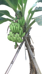 Bunch of ripe green bananas hanging on a banana tree © Zaman Feroz 