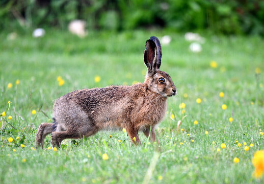 Li&egrave;vre d'Europe (Lepus europaeus)