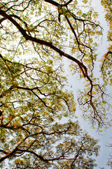 Fototapeta premium Laos. Background of branches of a large tree. Travel and Tourism Laos. Asia