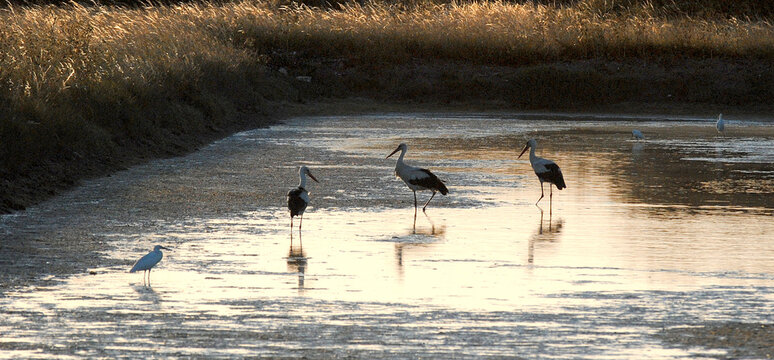 Cigognes blanches dans un marais au coucher du soleil, ile d'Ol&eacute;ron