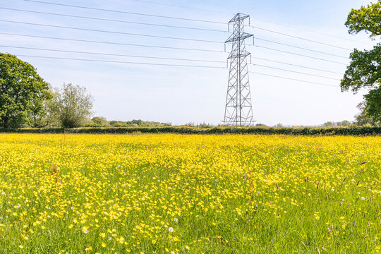 A pylon carrying electricity power lines across buttercups growing in a meadow beside the River Severn in Maytime at the foot of Wainlode Hill, Gloucestershire, England UK
