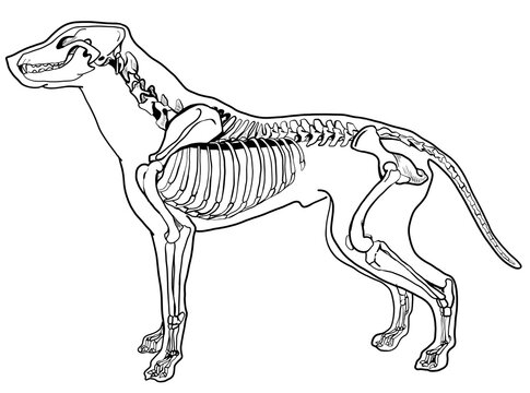 Veterinary educational diagram showing canine skeletal system structure. Side view of a dog skeleton drawing isolated on white