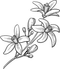 Fototapeta premium Neroli. Bitter orange branch with flowers and buds. Isolated ink sketch. Hand drawn vintage engraving illustration.
