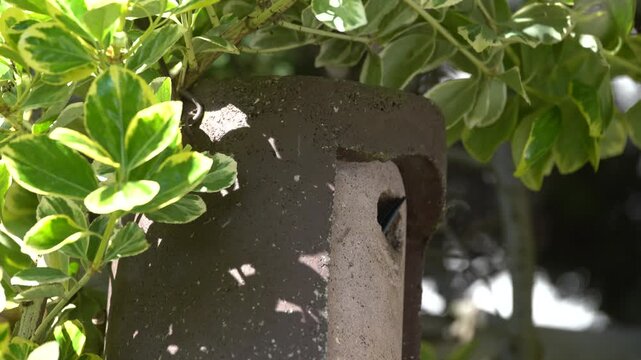 blue tits feed their young