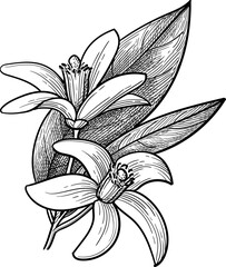 Obraz premium Neroli. Bitter orange branch with flowers and leaves. Isolated ink sketch. Hand drawn vintage engraving illustration.