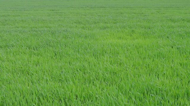 Green grass background texture of a summer meadow