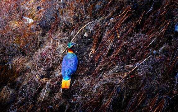 The Himalayan monal, also called Impeyan monal, is a landfowl native to Himalayan forests and shrublands at elevations of 2,100&ndash;4,500 m. It is part of the family Phasianidae and is listed as Least Con