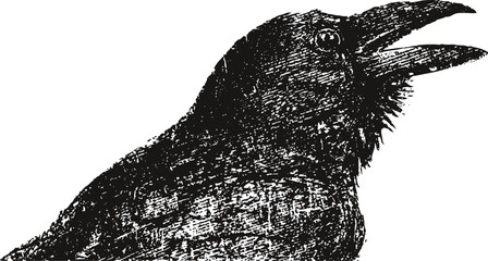 Obraz premium engraving of a raven crow with open beak detailed bird illustration