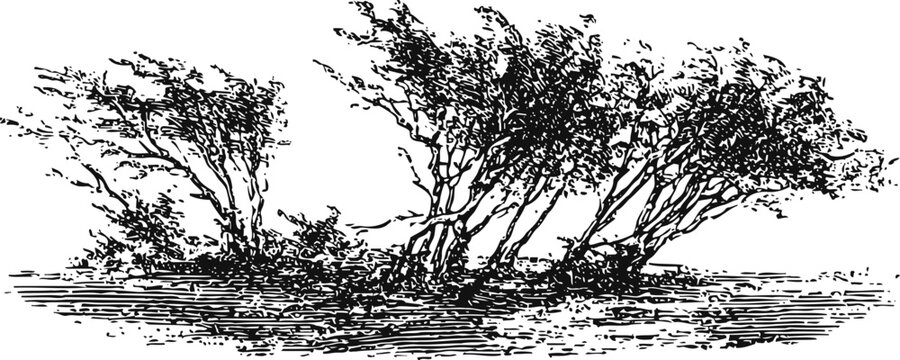 engraving of windblown trees on uneven ground with detailed foliage and textured bark