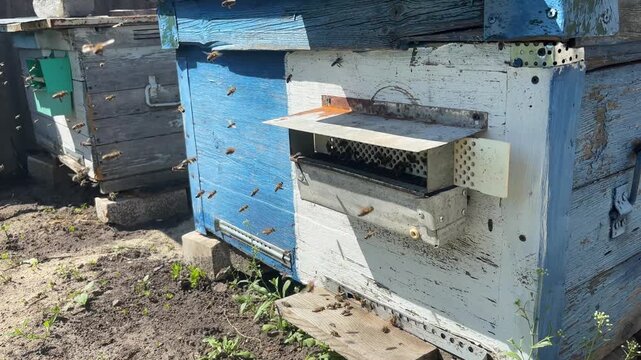 Swarm of young honey bees making orientation flight around the hive in the apiary