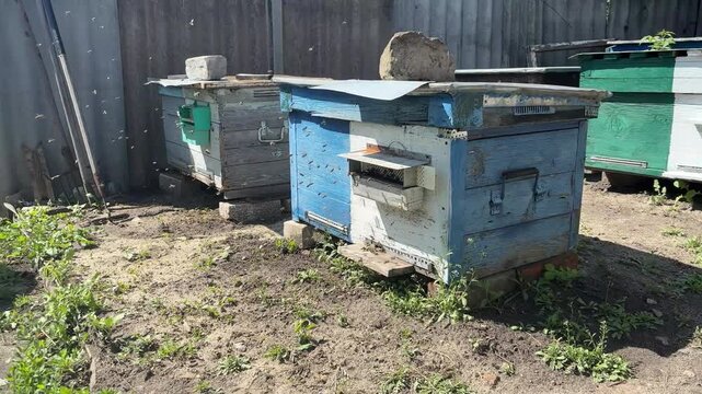 Swarm of young honey bees making orientation flight around the hive in the apiary