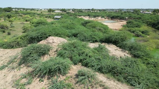 Cinematic aerial drone footage of dense Gando Baval (Prosopis Juliflora) vegetation, mesquite shrubs, rural village pond, and JCB backhoe loaders in semi-arid countryside India.