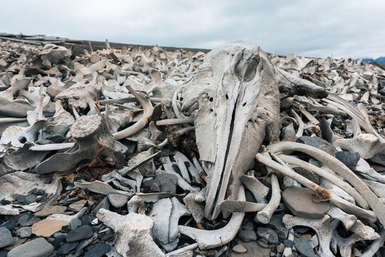 View of the historic whale bone pile at Bamsebu with bleached skulls and ribs scattered across the rocky shore under an overcast sky in Svalbard, Svalbard and Jan Mayen.