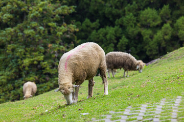 Fototapeta premium White sheep eating grass on steep hillside pasture under trees