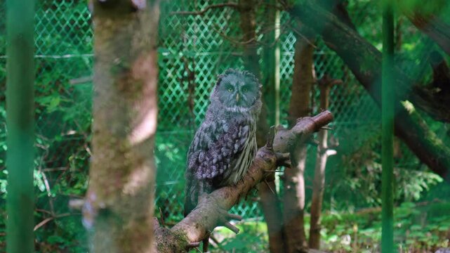 Eastern screech owl perched on tree branch inside woodland aviary surrounded by forest foliage and enclosure fencing conveying wildlife conservation and captivity