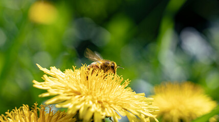 Bee on yellow dandelion flower macro with green bokeh background © andrea