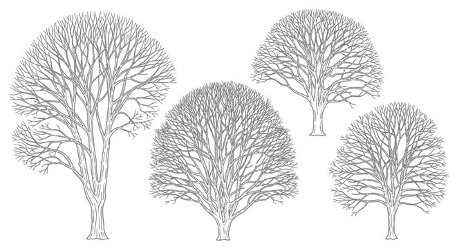 Detailed vector illustration set of bare deciduous trees with intricate branches, perfect for nature-inspired design elements and winter themes.