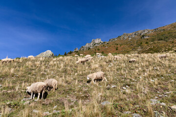 Fototapeta premium Mountain landscape with a flock of sheep in the Belledonne massif, French Alps