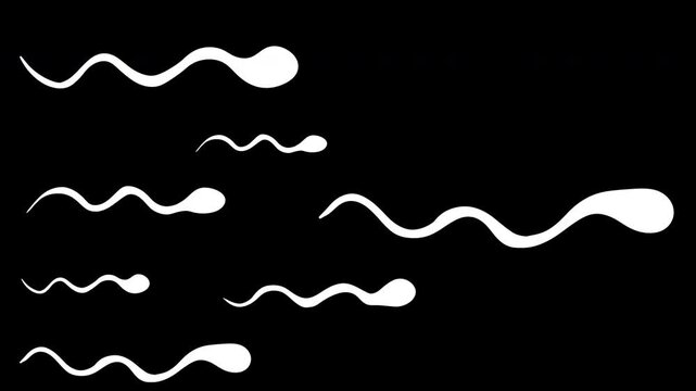 Multiple white sperm cells of different sizes swimming in same direction across black background. 2d animation of competition, fertilization, race and healthy semen sample.