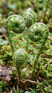 Young fern fronds unfurl in a forest floor micro-landscape, showcasing their intricate fiddlehead structure amidst moss and fallen leaves.