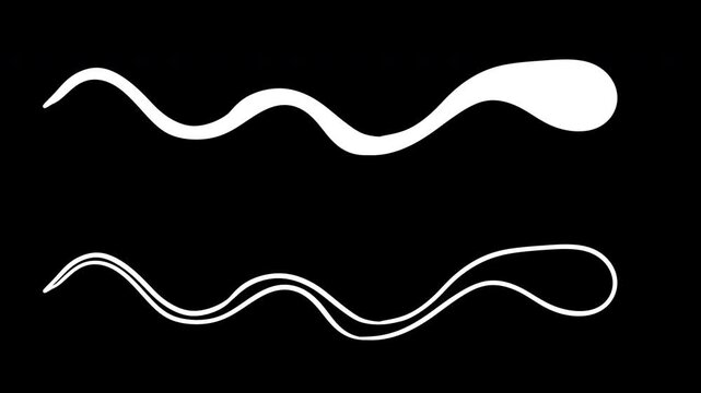Minimal 2d animation showing two white sperm cells swimming horizontally on black background, one solid and one outlined. Concept of medical infographics, biological structure and laboratory analysis.