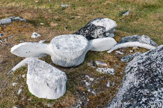 View of bleached whale vertebrae and bones scattered across the arctic tundra at Varsolbukta, Svalbard, Svalbard and Jan Mayen.