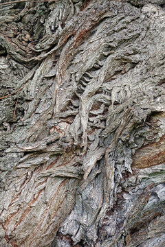 Macro image of gnarled bark, Derbyshire England
