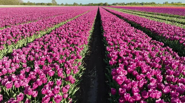 Top down close view of endless tulip rows