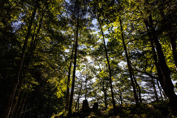 Fototapeta premium Forest landscape in the Chartreuse Massif, French Alps, Isère
