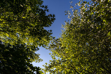 Fototapeta premium Forest landscape in the Chartreuse Massif, French Alps, Isère