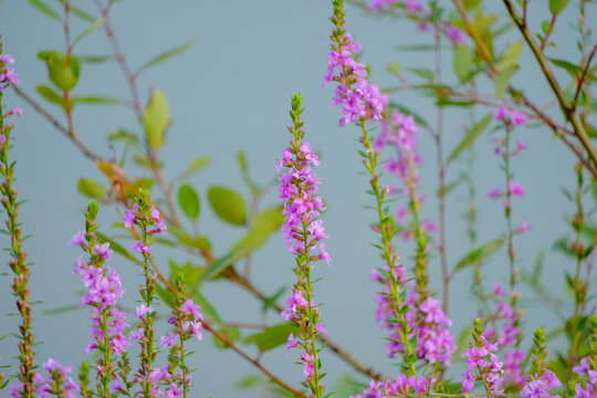Beautiful pink lythrum anceps flowers blooming in clusters by the calm water in summer
