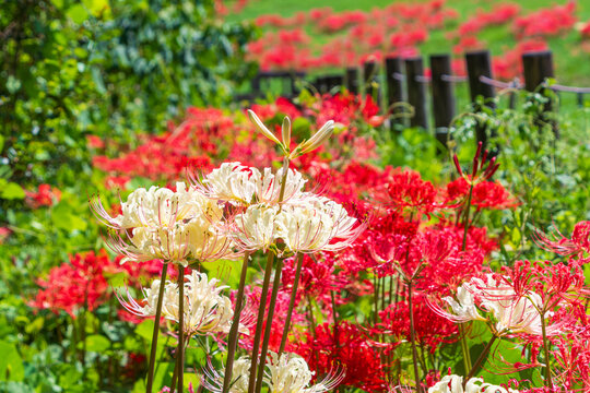 Beautiful red and white spider lilies blooming in clusters in a countryside park in autumn