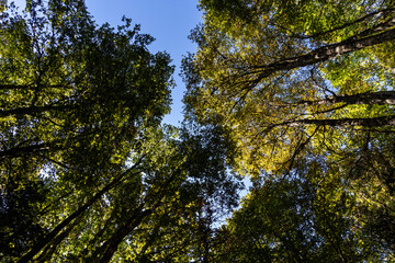 Fototapeta premium Forest landscape in the Chartreuse Massif, French Alps, Isère