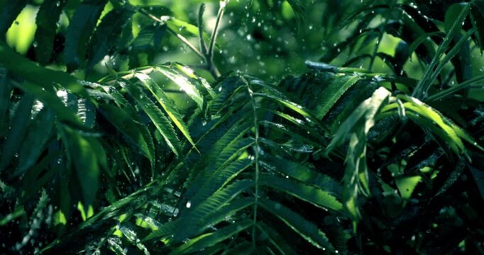Slow Motion Close Up Of Green Leaves In Rainfall With Floating Water Particles. Concept Of Nature And Renewal