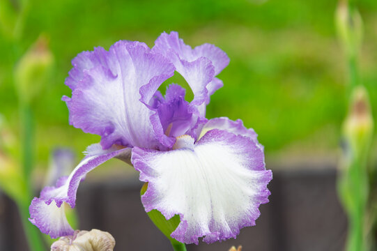 Close up of a beautiful purple and white german iris flower blooming vividly in a garden in early summer