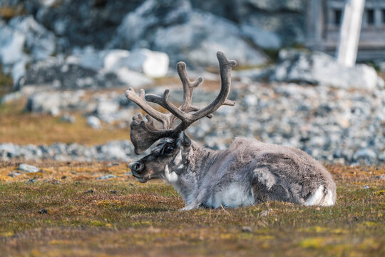 View of a Svalbard reindeer with large antlers resting on the rocky tundra at Varsolbukta Svalbard, Svalbard and Jan Mayen.