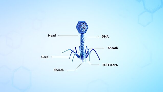 T2 Bacteriophage: A DNA Virus That Infects E. Coli