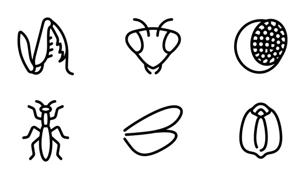 Praying Mantis Icons, Insect Line Art Set, Minimalist Bug Graphics, Nature Elements