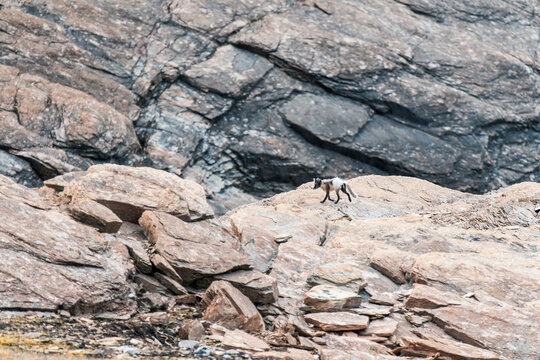 View of an Arctic fox in its summer coat walking across the steep rocky slopes of Varsolbukta Svalbard, Svalbard and Jan Mayen.