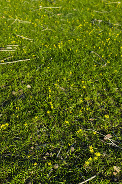 Green spring grass with tiny yellow wildflowers covering the ancient hills of Afrasiyab archaeological site in Samarkand. Ideal for nature backgrounds, spring themes. Green grass spring background.