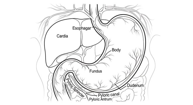 Anatomical diagram of human stomach structure.