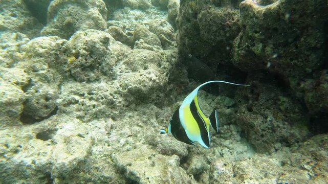 The Moorish idol (Zanclus cornutus) is a species of marine ray-finned fish belonging to the family Zanclidae. It is the only member of the monospecific genus Zanclus 