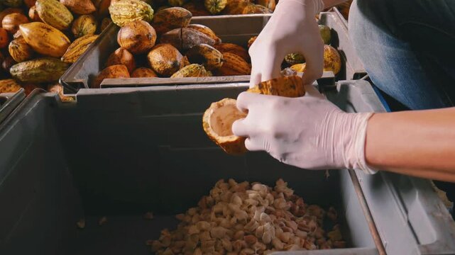 Farmer Hands in Gloves Extracting Fresh Cacao Beans from Cocoa Pod into Fermentation Bin at Tropical Farm