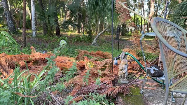 Man Picking up  and carrying dead Norfolk pine branches