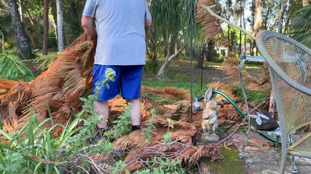 Man collecting fallen, dead Norfolk pine branches by hand