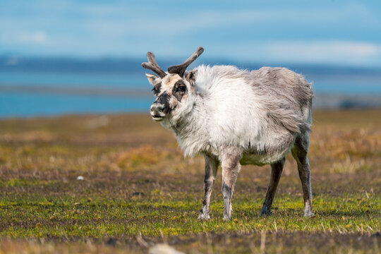 View of a Svalbard reindeer standing on the tundra at Varsolbukta with its thick grey and white fur against a backdrop of distant blue water Svalbard, Svalbard and Jan Mayen.