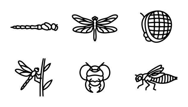 Dragonfly and Insect Life Cycle Vector Icons, Nature Entomology Collection
