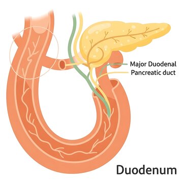 Anatomical diagram of duodenum and pancreatic duct system.