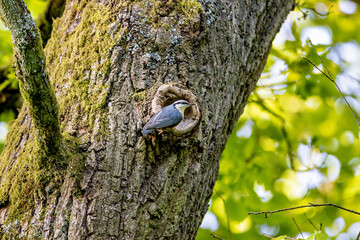Obraz premium a nuthatch at its nesting hole on a tree trunk (Sitta europaea)
